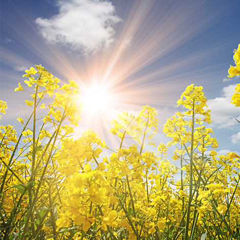 Sonne scheint durch ein Rapsfeld